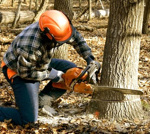 Tree Removal in Glencliff, NH